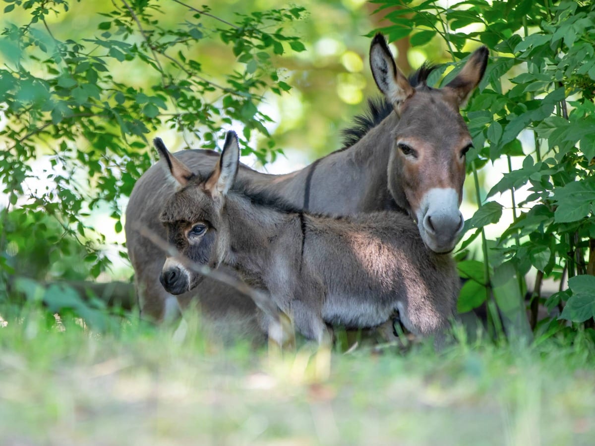 Moments de complicité et randonnée avec un âne à travers les chemins du Perche sud pendant les vacances d'été.
