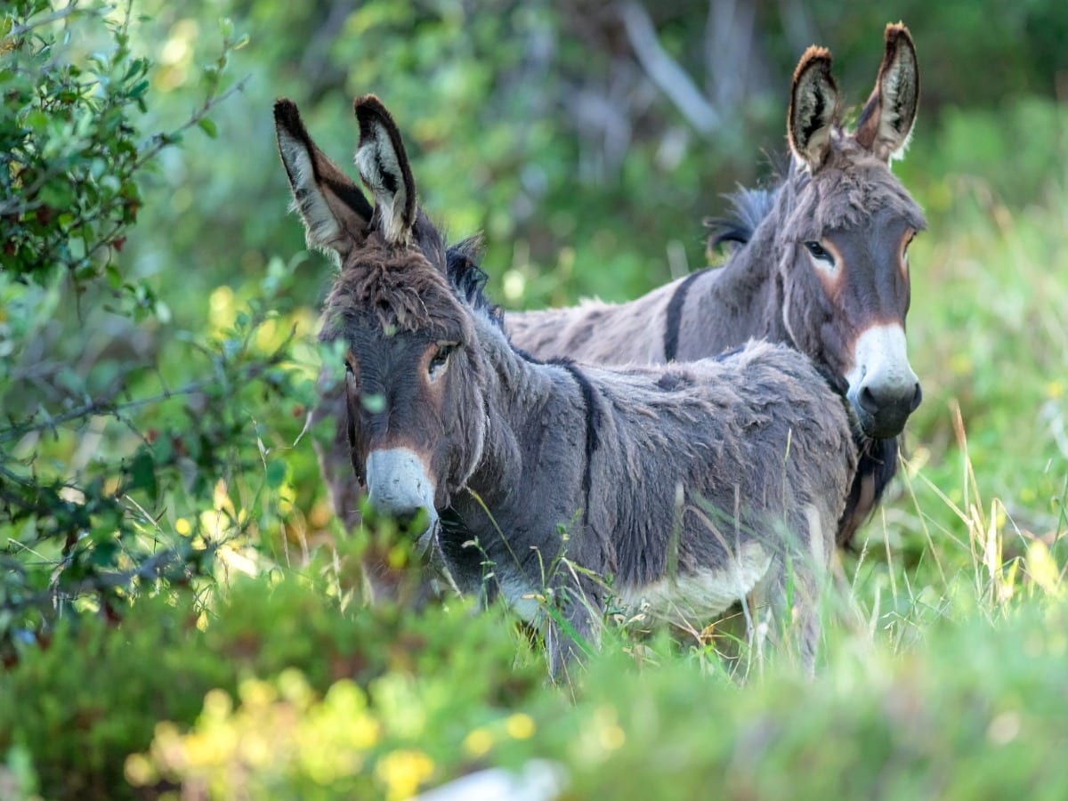 Randonnée avec deux ânes à travers le Perche sud pendant les vacances d'été.